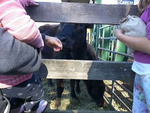 Photo: Sassafras Belted Galloway Stud